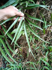 Taenitis blechnoides