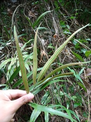 Taenitis blechnoides