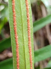 Taenitis blechnoides