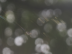Araneus nox