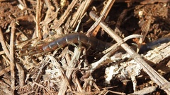 Arthrorhabdus pygmaeus