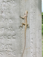 Calotes versicolor