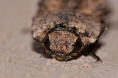 Cryptalaus prosectus