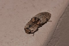 Cryptalaus prosectus