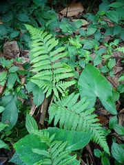 Tectaria subsageniacea