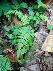 Tectaria subsageniacea