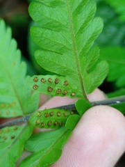 Tectaria subsageniacea