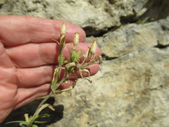 Silene aprica