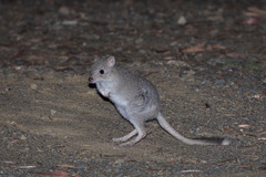 Eastern Bettong photo 2