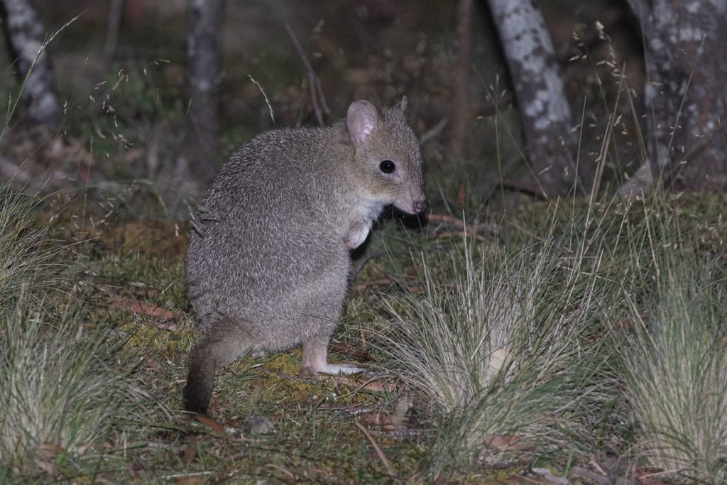 Eastern Bettong