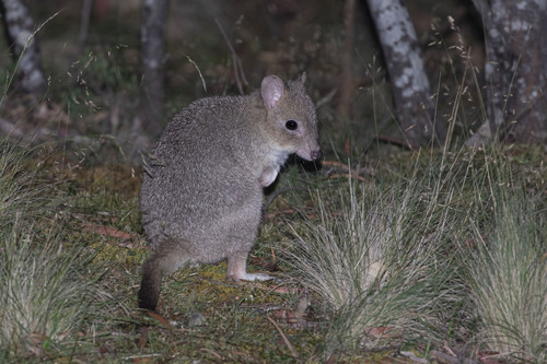 Bettongia gaimardi (Desmarest, 1822)