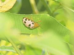 Podontia quatuordecimpunctata