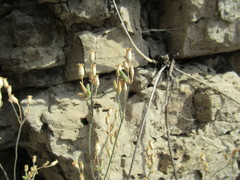 Silene aprica