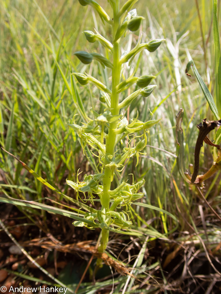 Habenaria arachnoides