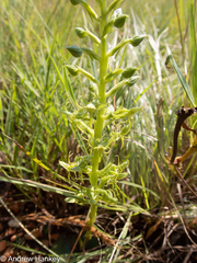 Habenaria lithophila