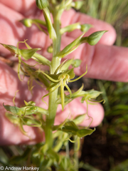 Habenaria lithophila