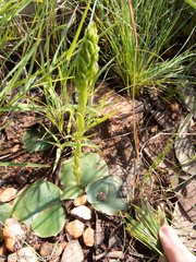 Habenaria lithophila