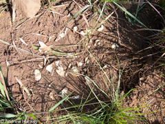 Hystrix africaeaustralis