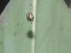 Emertonella taczanowskii