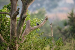 Lybius leucocephalus