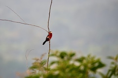 Lybius bidentatus