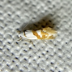 Notodryas vallata