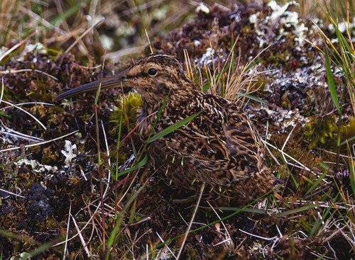 Subantarctic Snipe (Coenocorypha aucklandica), photo 7