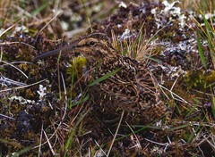 Subantarctic Snipe photo 3