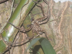 Heteropoda javana