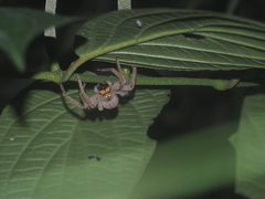 Heteropoda javana