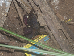 Geosesarma noduliferum