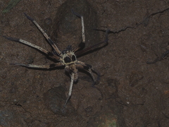 Heteropoda martinae