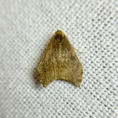 Macaduma