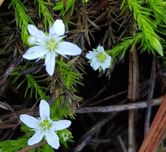 Arenaria lycopodioides