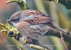 Prunella modularis occidentalis