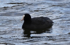 Fulica atra