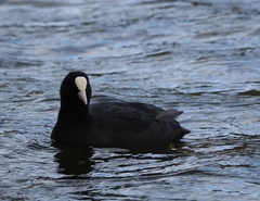 Fulica atra