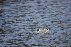 Chroicocephalus ridibundus