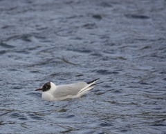 Chroicocephalus ridibundus