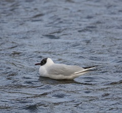 Chroicocephalus ridibundus