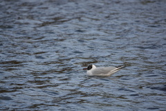 Chroicocephalus ridibundus