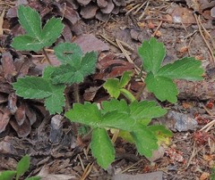 Potentilla sterilis