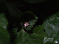 Eysarcoris guttigerus