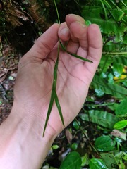 Epidendreae