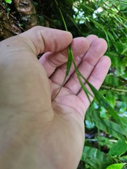 Epidendreae