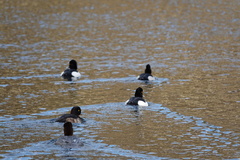 Aythya fuligula
