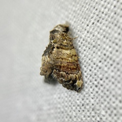 Chlumetia euthysticha