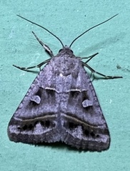 Acantholipes juba