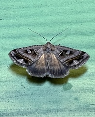 Acantholipes juba
