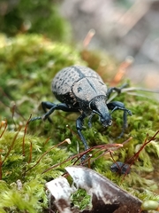 Anisorhynchus hespericus